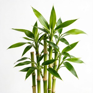 竹