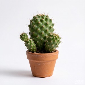 仙人掌
