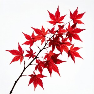 枫树